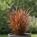 1 Large Plant - Uncinia Everflame, Ready to Plant in Your Garden, 2L Pot The Rose Press Garden