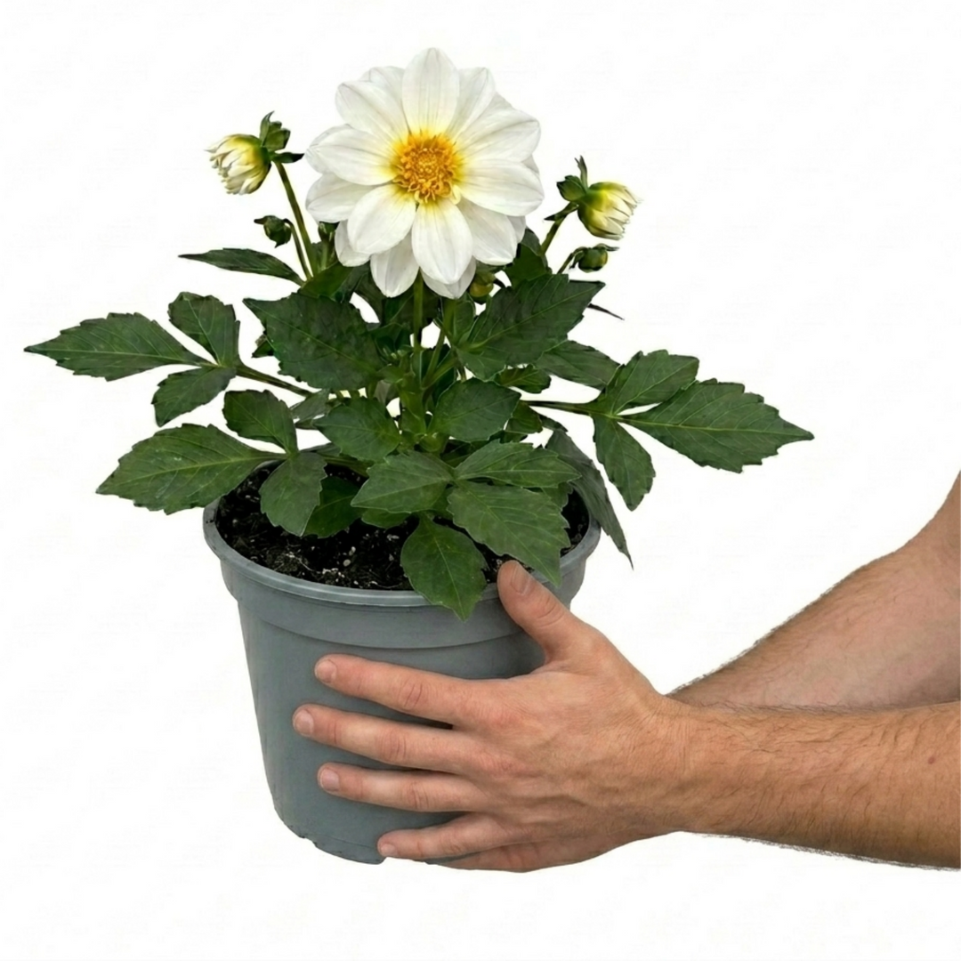 Dahlia Maggiore White Decorative Dahlia Plant 3L Pot