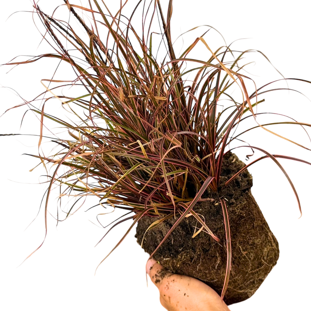 1 Large Plant - Uncinia Everflame, Ready to Plant in Your Garden, 2L Pot The Rose Press Garden