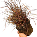 1 Large Plant - Uncinia Everflame, Ready to Plant in Your Garden, 2L Pot The Rose Press Garden