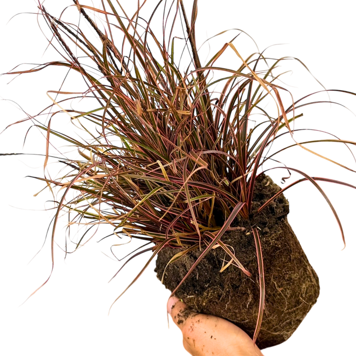 1 Large Plant - Uncinia Everflame, Ready to Plant in Your Garden, 2L Pot The Rose Press Garden
