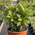 Aucuba Japonica Variegata Spotted Laurel The Rose Press Garden