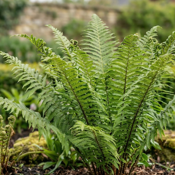 Korean Rock Fern (Polystichum tsus-simense) Compact Evergreen Shade Perennial 2L Pot The Rose Press Garden