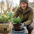 Korean Rock Fern (Polystichum tsus-simense) Compact Evergreen Shade Perennial 2L Pot The Rose Press Garden