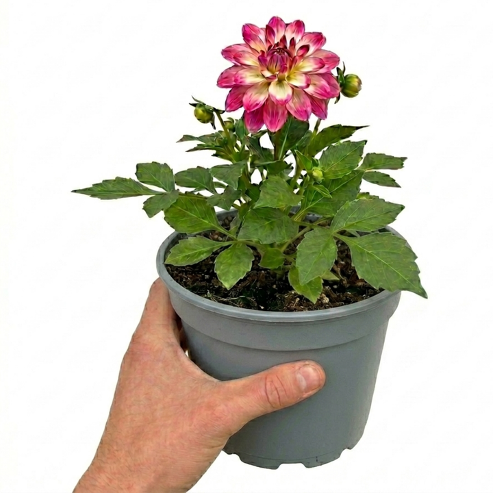 Dahlia Maggiore Fun Rose Bicolour Decorative Dahlia Plant 3L Pot