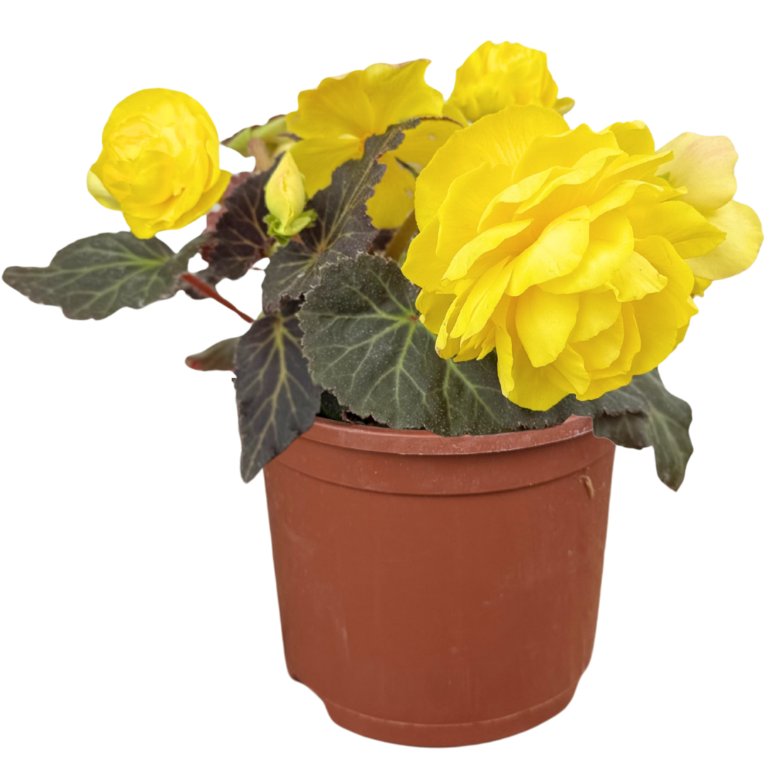 1 Large Plant - Begonia Mocca Yellow, Ready to Plant in Your Garden, 2L Pot The Rose Press Garden