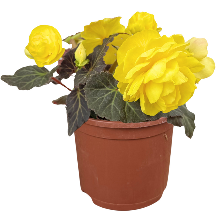 1 Large Plant - Begonia Mocca Yellow, Ready to Plant in Your Garden, 2L Pot The Rose Press Garden