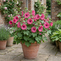 Lavatera Bredon Springs - 2L Pot The Rose Press Garden