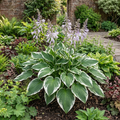1 Large Plant - Hosta Patriot, Ready to Plant in Your Garden, 2L Pot The Rose Press Garden