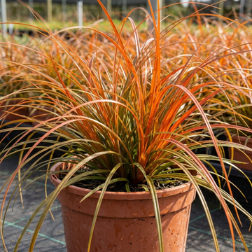 Carex 'Prairie Fire' Ornamental Grass Fiery Orange Evergreen Sedge 2L Pot The Rose Press Garden