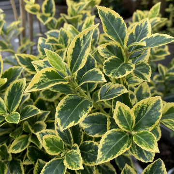 1 Large Plant-Euonymus Aureomarginatus, Ready to Plant in Your Garden, 2L Pot The Rose Press Garden