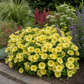 1 Large Plant - Petunia Rimarkable Hello Yellow, Outdoor Garden Ready, 2L Pot The Rose Press Garden