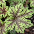 Heuchera Tapestry Evergreen Perennial Garden Plant 2L Pot