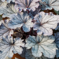 Heuchera Huckleberry Evergreen Perennial Garden Plant 2L Pot