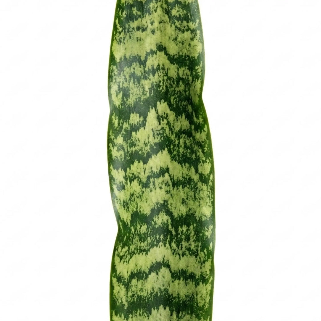 1 Sansevieria Snake Plant, Live Indoor Air Purifying Houseplant, Low Maintenance, Easy Care, 17cm Root Ball Plants By Post