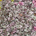 Heuchera Huckleberry Evergreen Perennial Garden Plant 2L Pot