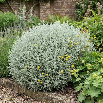 Santolina chamaecyparissus (Cotton Lavender) - 2L Pot The Rose Press Garden
