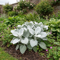Senecio Angel Wings - 2L Pot The Rose Press Garden