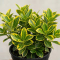 1 Large Plant-Euonymus Aureomarginatus, Ready to Plant in Your Garden, 2L Pot The Rose Press Garden