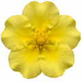 Potentilla Goldfinger - 2L Pot The Rose Press Garden