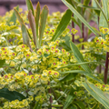 Euphorbia Ascot Rainbow Variegated Evergreen Perennial Garden Plant 2L Pot