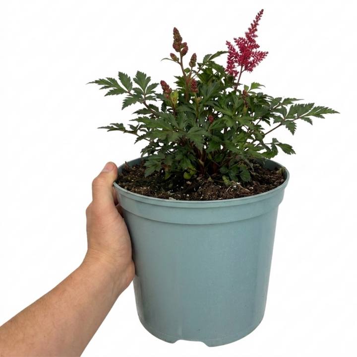 Astilbe Music Series Red Hardy Perennial Plant 5L Pot