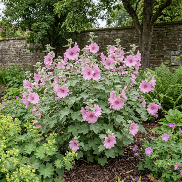 Lavatera Bredon Springs - 2L Pot The Rose Press Garden