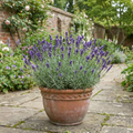 Lavender Hidcote Blue English Lavender Plant 5L Pot