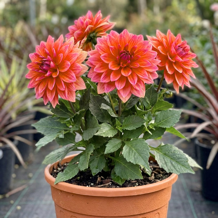 Dahlia Fun Pomegranate Bicolour Dahlia Plant 3L Pot