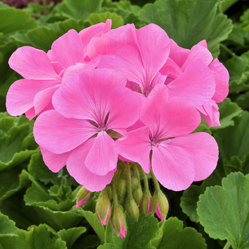 1 Large Plant - Geranium Calliope Hot Pink, Outdoor Garden Ready, 2L Pot The Rose Press Garden