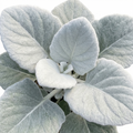 Senecio Angel Wings - 2L Pot The Rose Press Garden