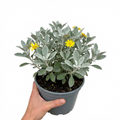 Senecio Sunshine - 2L Pot The Rose Press Garden