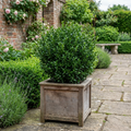 Euonymus japonicus 'Microphyllus' Box Leaf Evergreen Shrub 2L Pot The Rose Press Garden