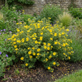 Potentilla Goldfinger - 2L Pot The Rose Press Garden
