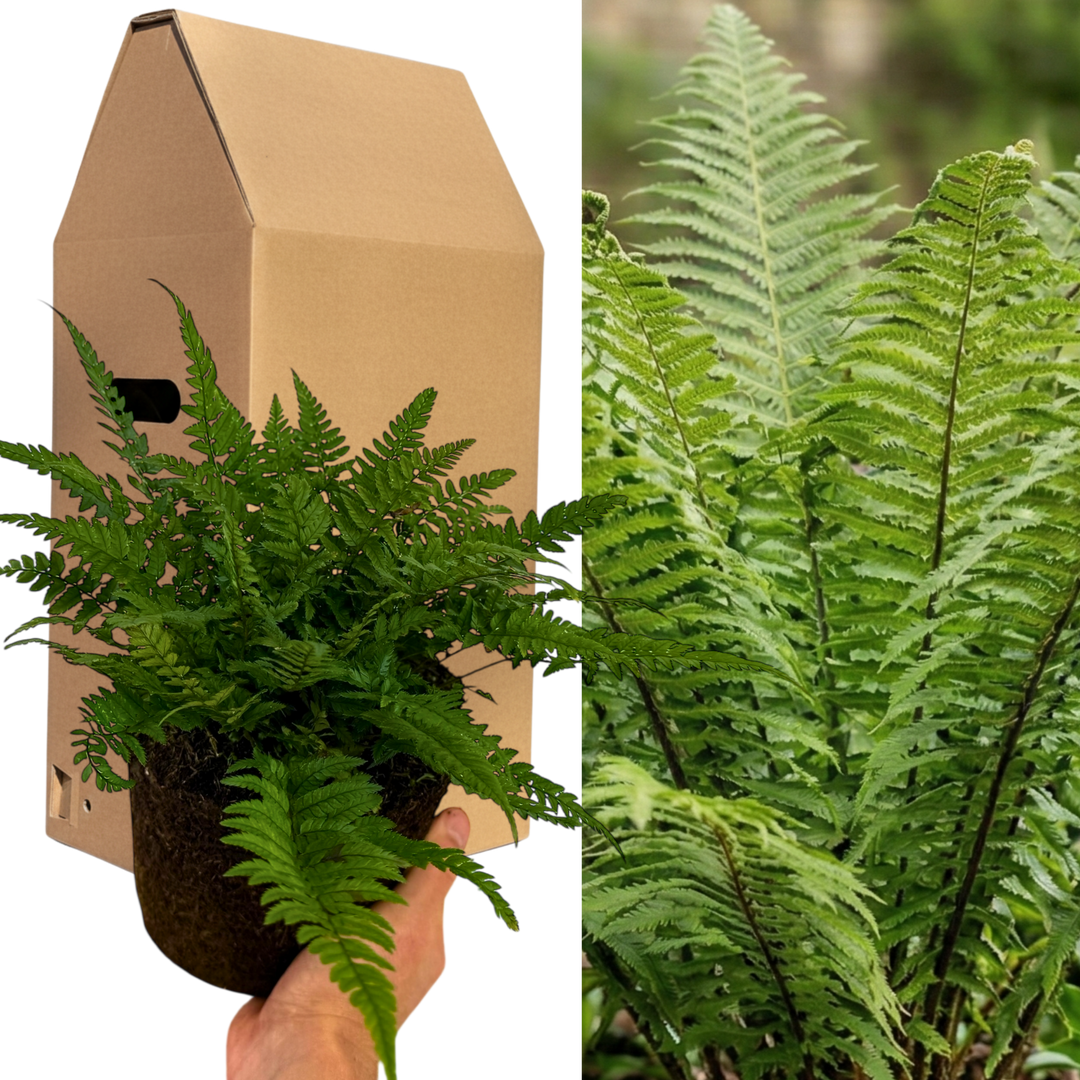 Korean Rock Fern (Polystichum tsus-simense) Compact Evergreen Shade Perennial 2L Pot The Rose Press Garden