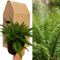 Korean Rock Fern (Polystichum tsus-simense) Compact Evergreen Shade Perennial 2L Pot The Rose Press Garden