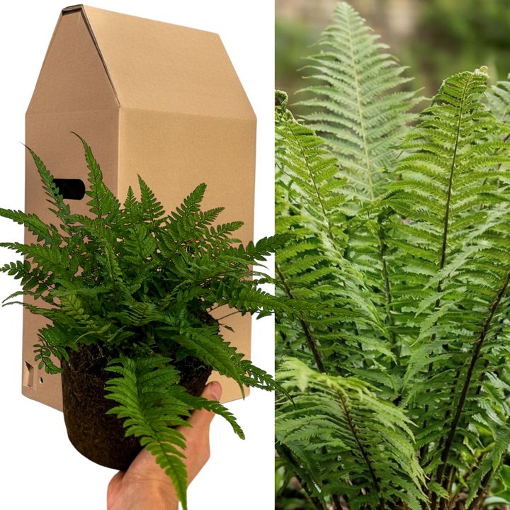 Korean Rock Fern (Polystichum tsus-simense) Compact Evergreen Shade Perennial 2L Pot The Rose Press Garden
