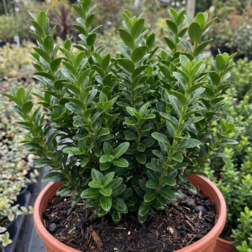 Euonymus japonicus 'Microphyllus' Box Leaf Evergreen Shrub 2L Pot The Rose Press Garden