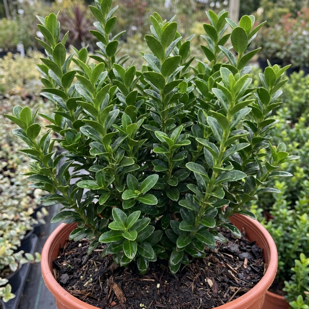 Euonymus japonicus 'Microphyllus' Box Leaf Evergreen Shrub 2L Pot The Rose Press Garden