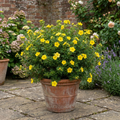 Potentilla Goldfinger - 2L Pot The Rose Press Garden