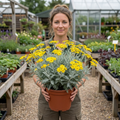 Senecio Sunshine - 2L Pot The Rose Press Garden