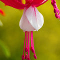 Fuchsia Snowcap Hardy Flowering Garden Shrub Plant 2L Pot Plants By Post