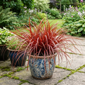 1 Large Plant - Uncinia Everflame, Ready to Plant in Your Garden, 2L Pot The Rose Press Garden