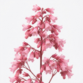 Heuchera Pink Fizz - 2L Pot The Rose Press Garden