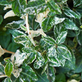 Euonymus Harlequin The Rose Press Garden