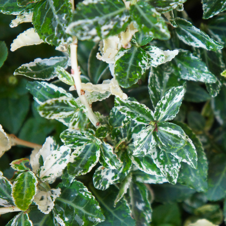 Euonymus Harlequin The Rose Press Garden