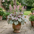 Heuchera Pink Fizz - 2L Pot The Rose Press Garden