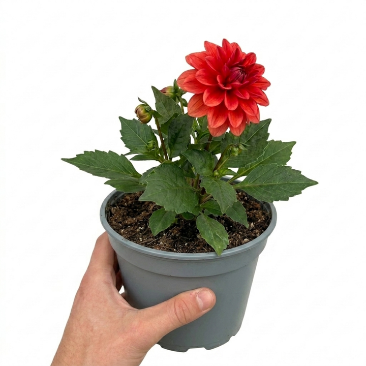 Dahlia Fun Pomegranate Bicolour Dahlia Plant 3L Pot
