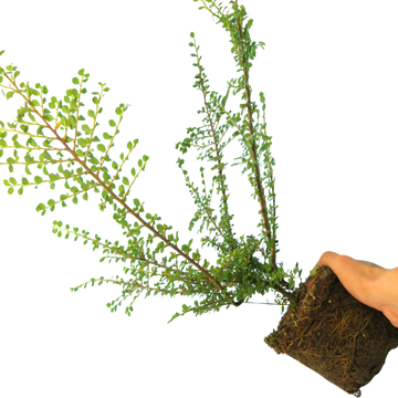 Cotoneaster Horizontalis The Rose Press Garden