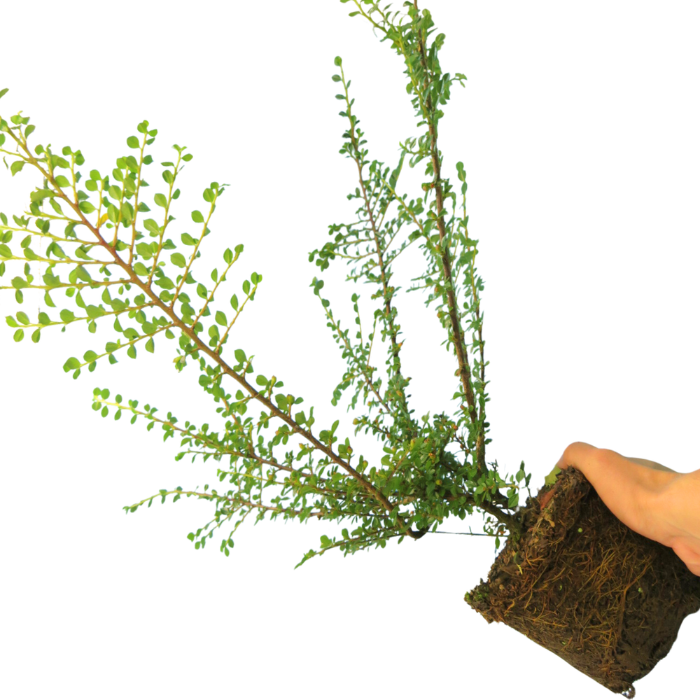 Cotoneaster Horizontalis The Rose Press Garden